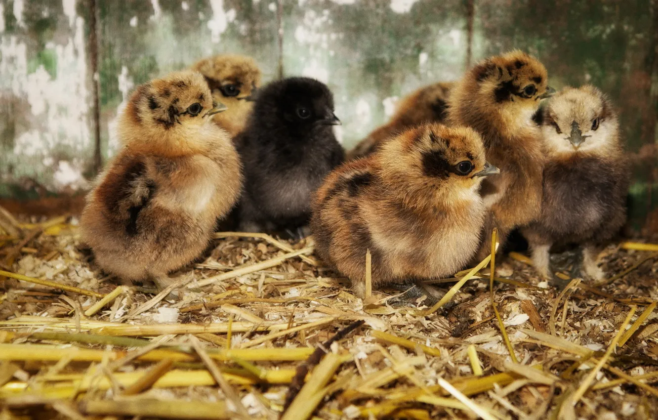 Photo wallpaper nature, background, chickens