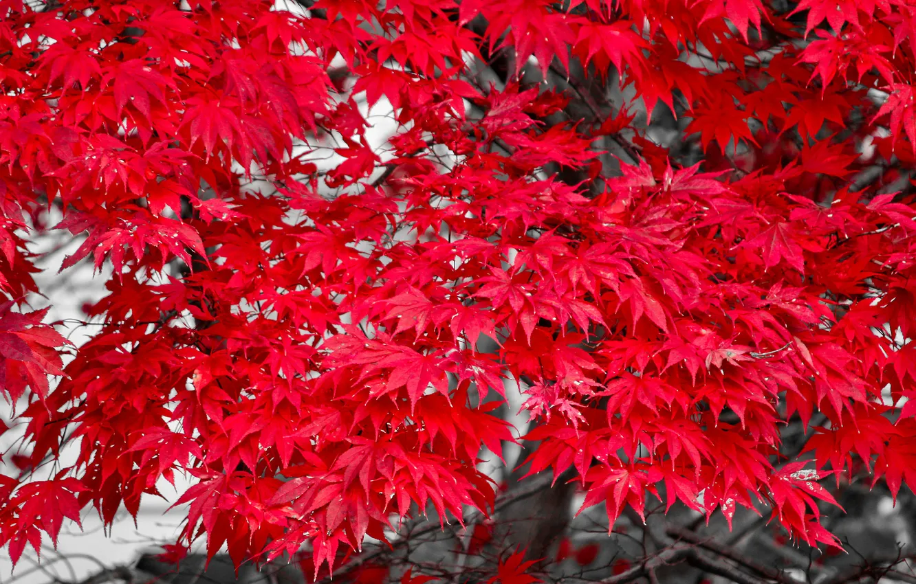 Photo wallpaper autumn, leaves, trees, maple, the crimson