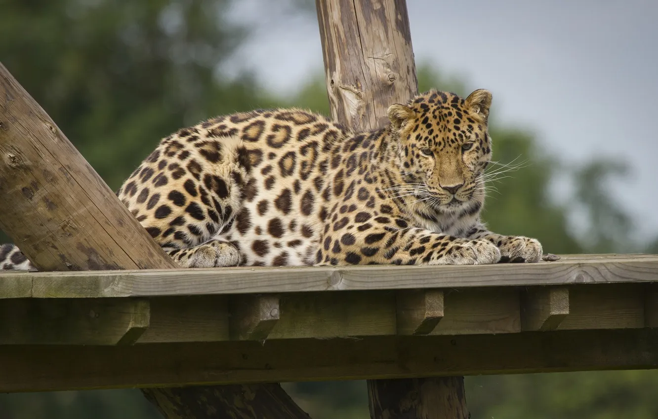 Photo wallpaper stay, predator, spot, leopard, wild cat, zoo