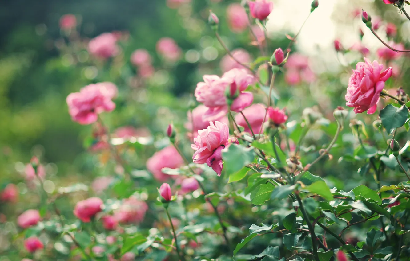 Photo wallpaper roses, pink, the bushes