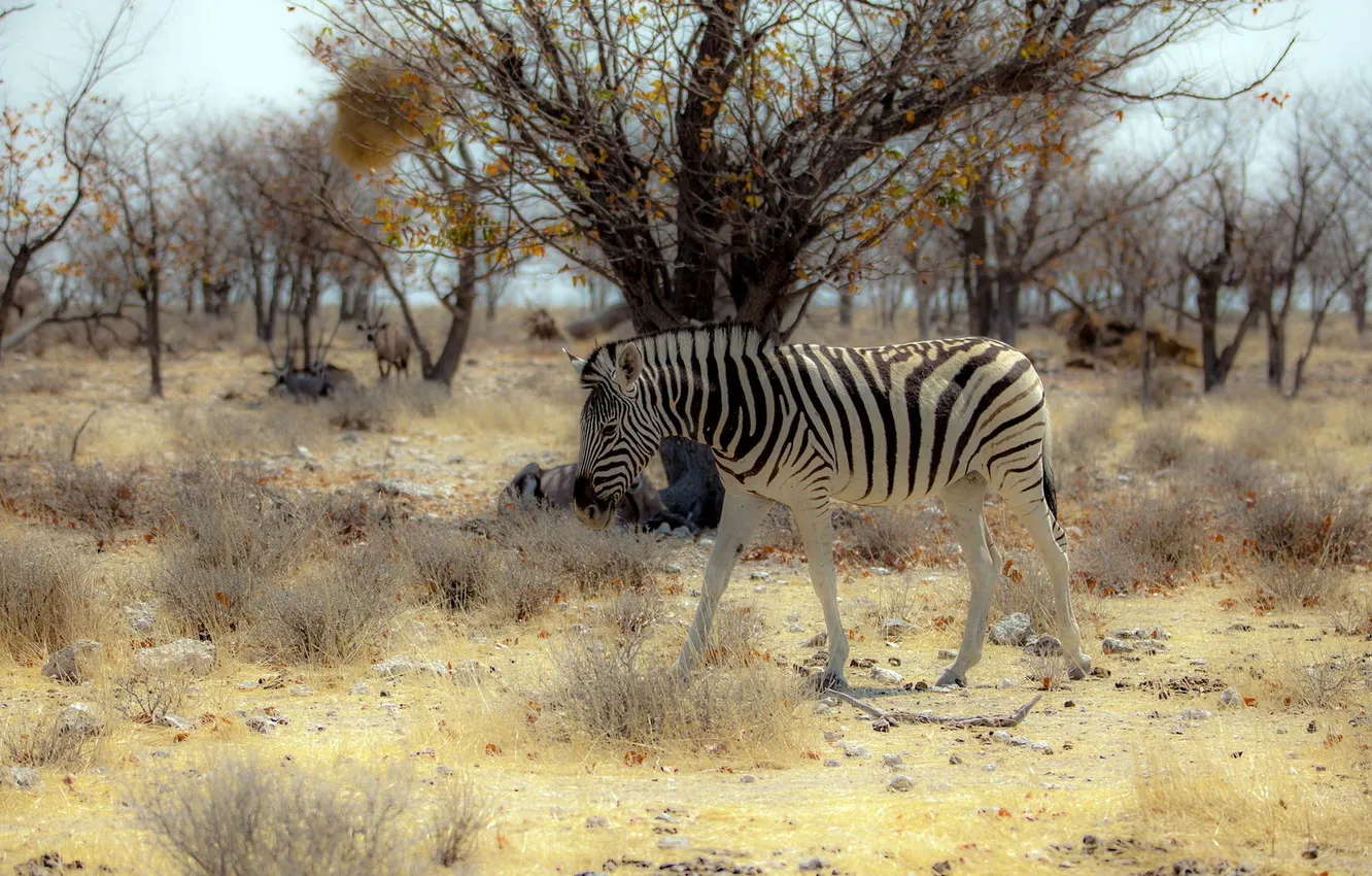 Photo wallpaper nature, Zebra, Africa
