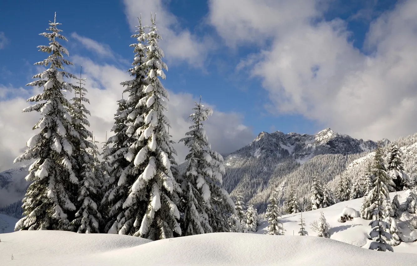 Photo wallpaper winter, forest, snow, trees, mountains