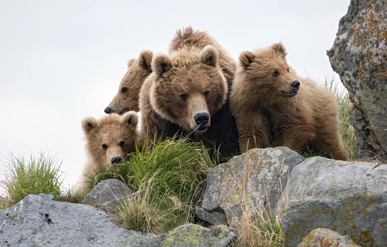 Photo wallpaper bear, animals, wildlife, cubs