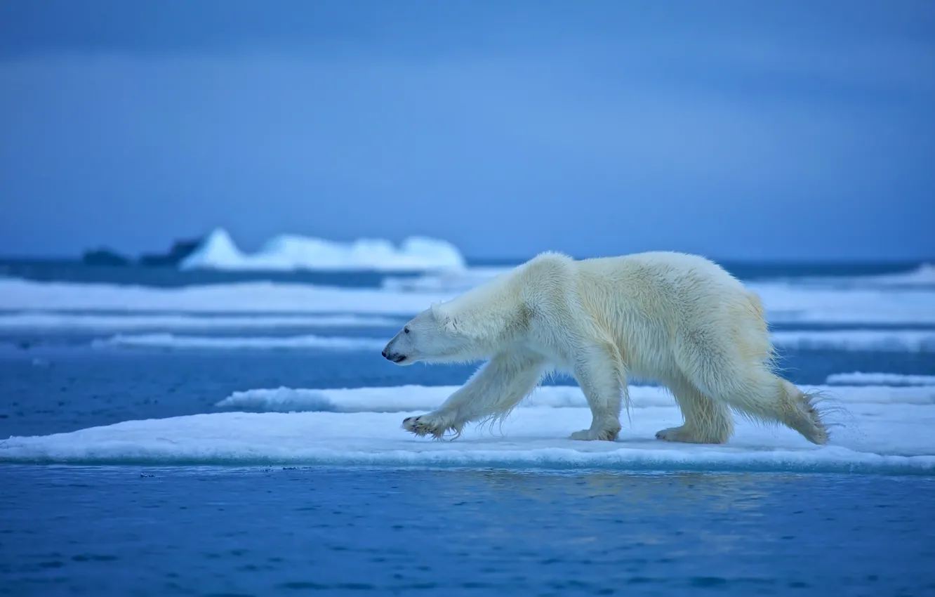 Photo wallpaper water, floe, polar bear