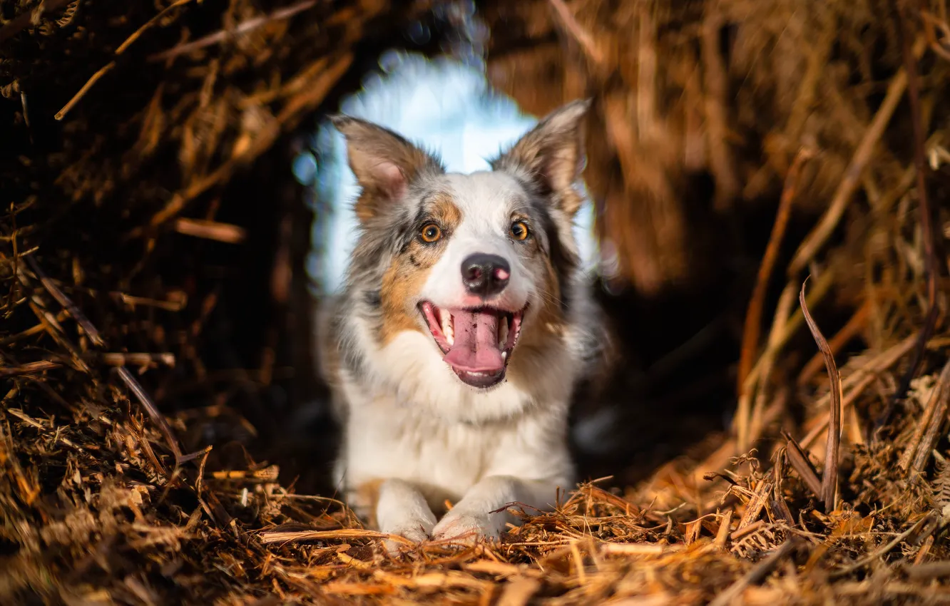 Photo wallpaper joy, mood, dog, The border collie