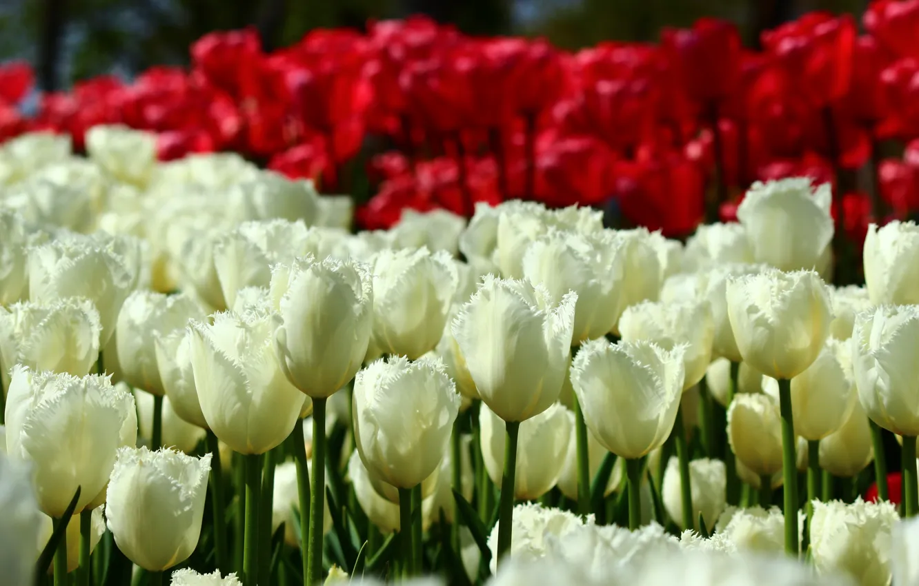 Photo wallpaper field, flowers, red, bright, spring, garden, tulips, white