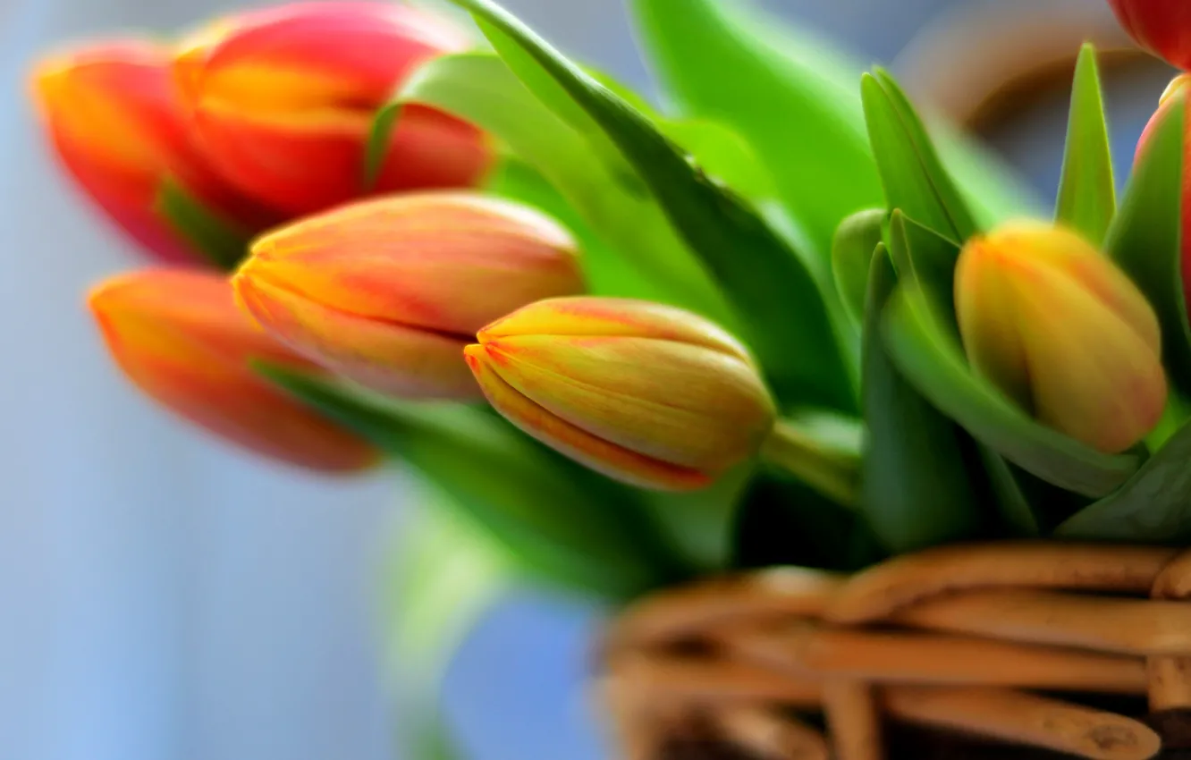 Photo wallpaper flowers, basket, bouquet, tulips, flowers, tulips, bouquet, basket