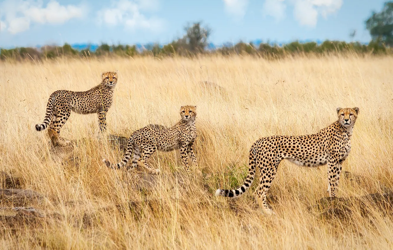 Photo wallpaper Savannah, Africa, trio, cheetahs, Trinity