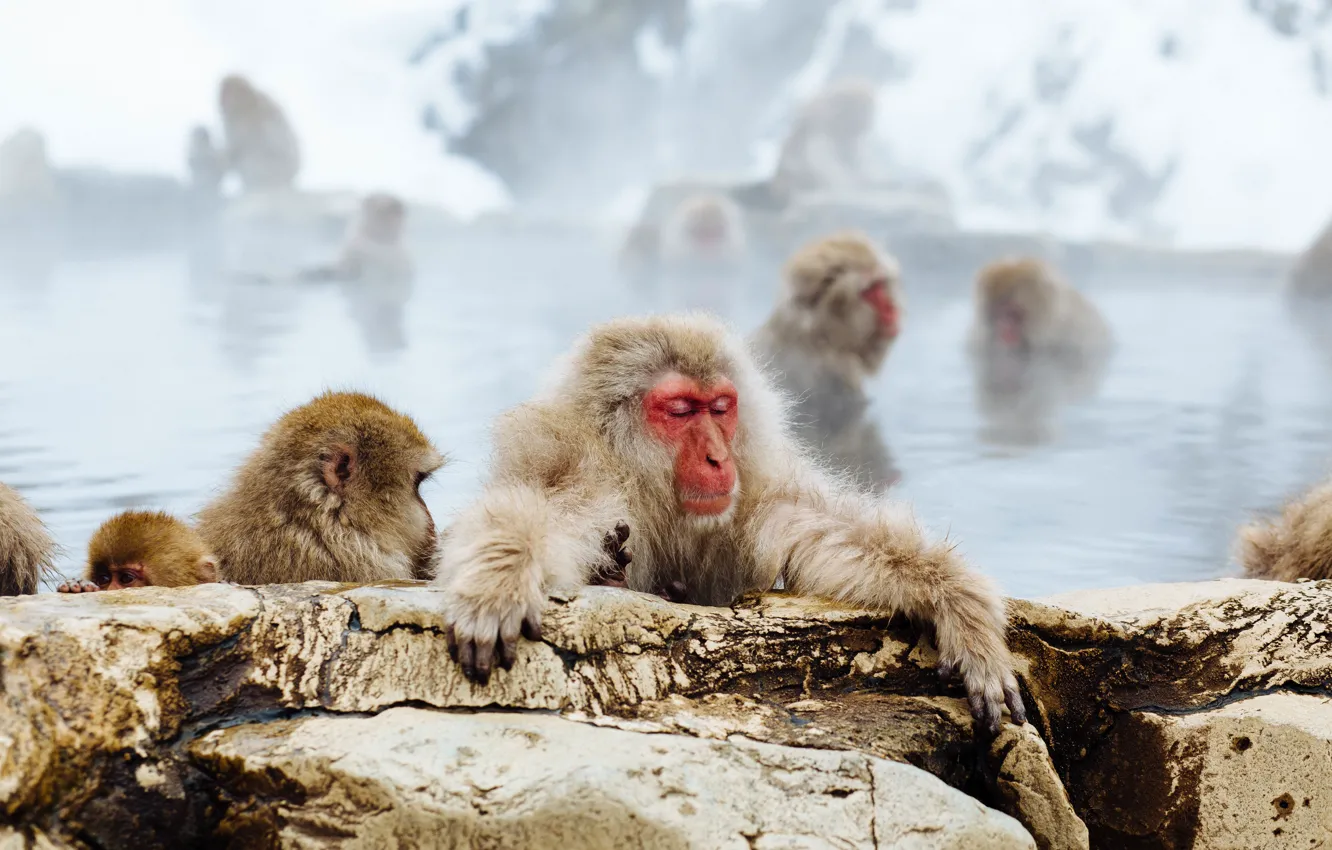 Photo wallpaper water, stones, Japan, monkey, Japan, Nagano Prefecture, Japanese macaque, Japanese macaque