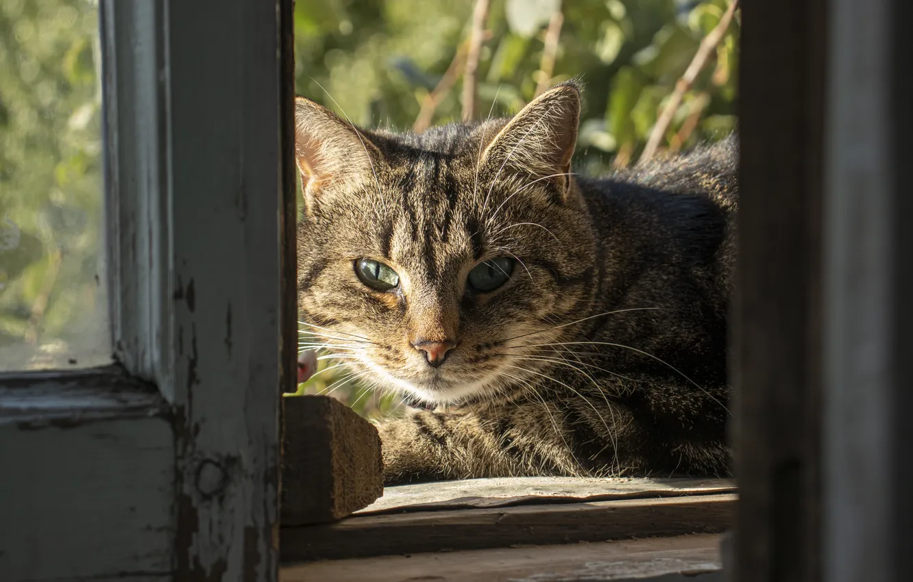 Photo wallpaper greens, cat, eyes, light, chuchi, Archanicum, Canon 200D