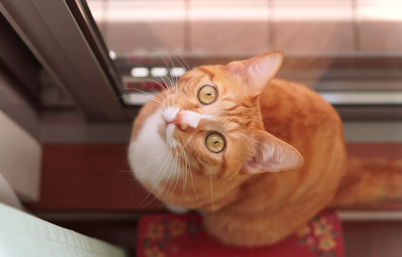 Photo wallpaper cat, cat, look, red, face, sitting, view, the view from the top