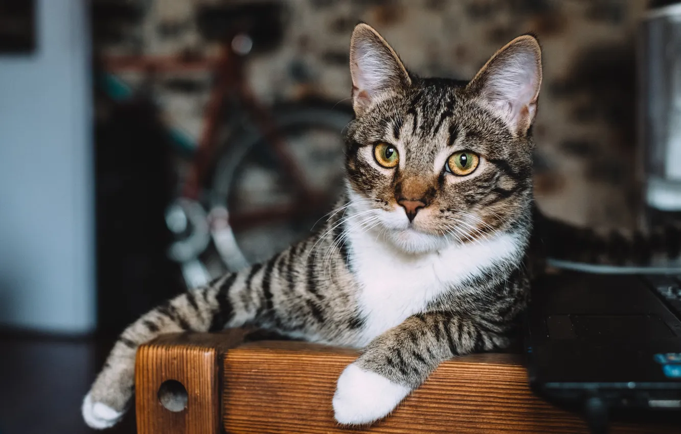Photo wallpaper cat, cat, look, bike, pose, grey, room, wall