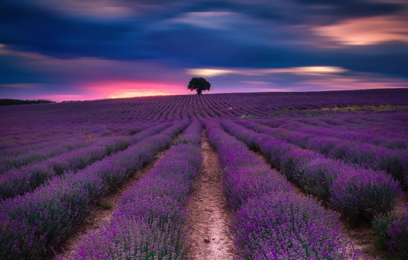 Photo wallpaper clouds, flowers, lavender, plantation, lavender field