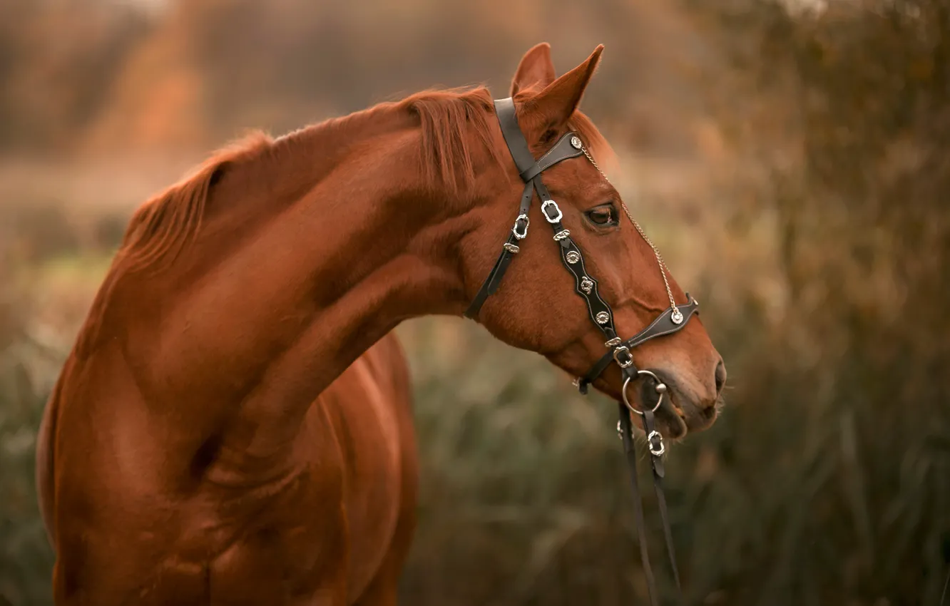 Photo wallpaper face, horse, horse, bridle