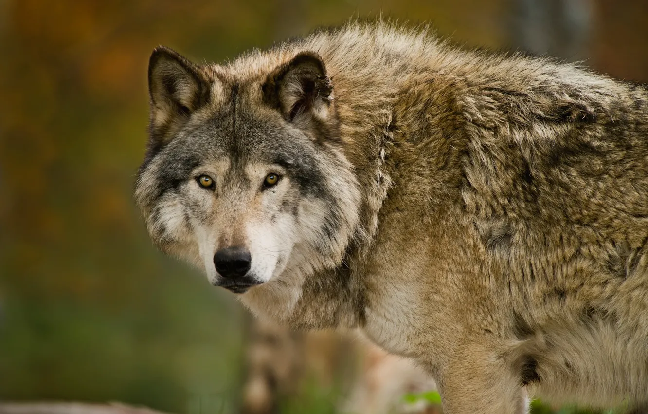 Photo wallpaper Predator, nature, animal, wolf, wildlife, portrait, portrait., Canis lupus. face