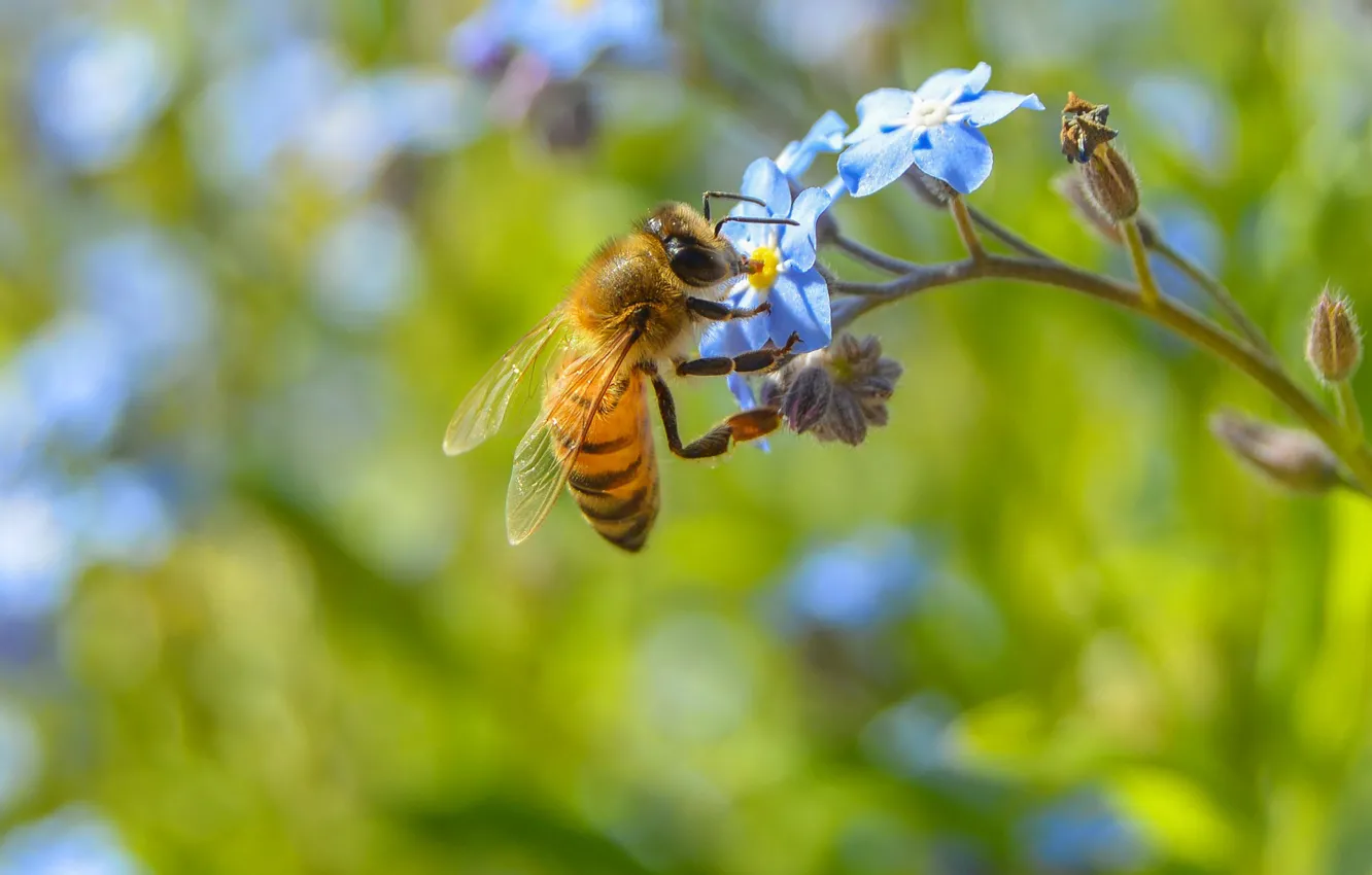 Photo wallpaper macro, flowers, bee, plant, insect