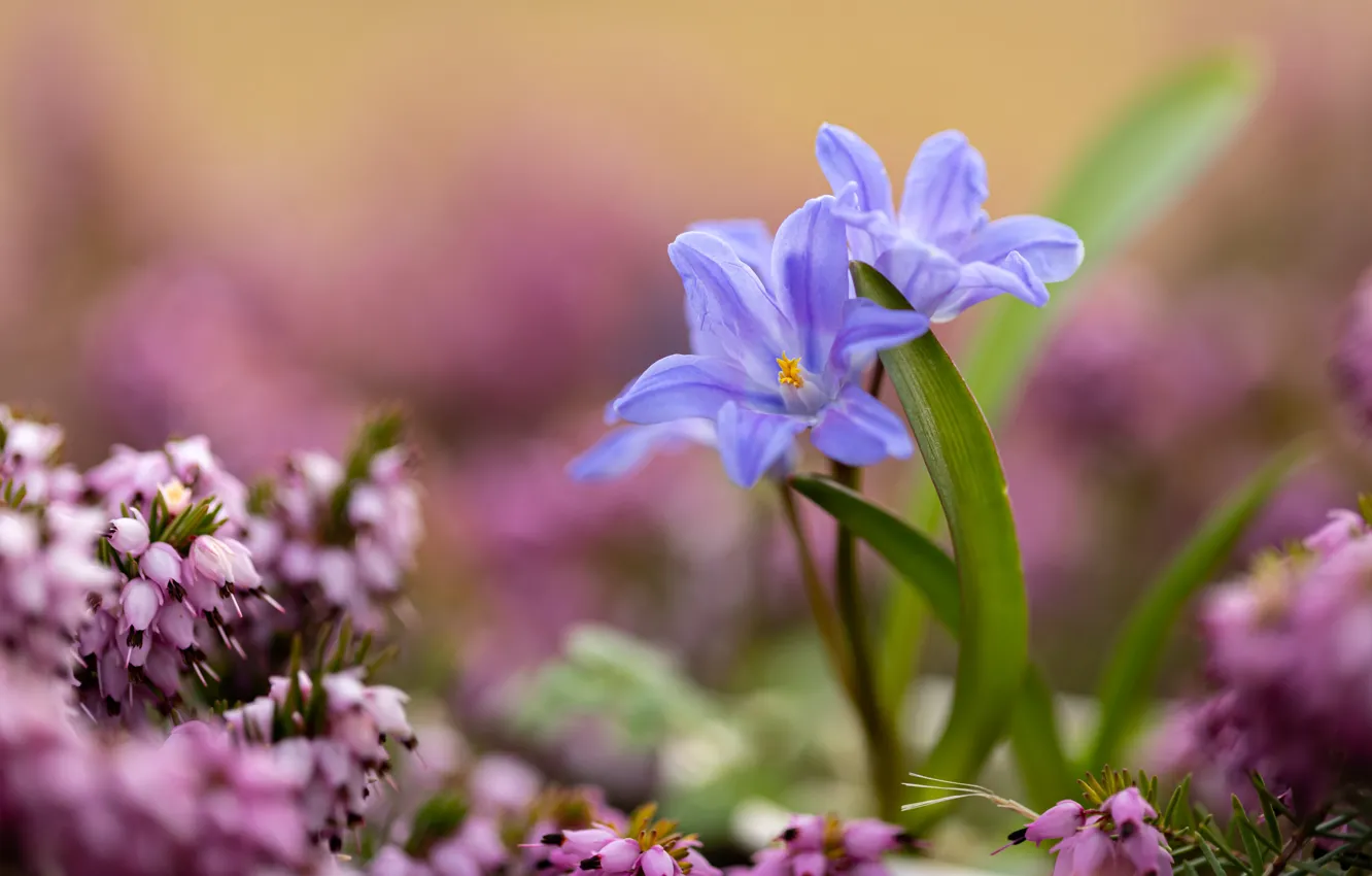 Photo wallpaper macro, Scilla, Heather