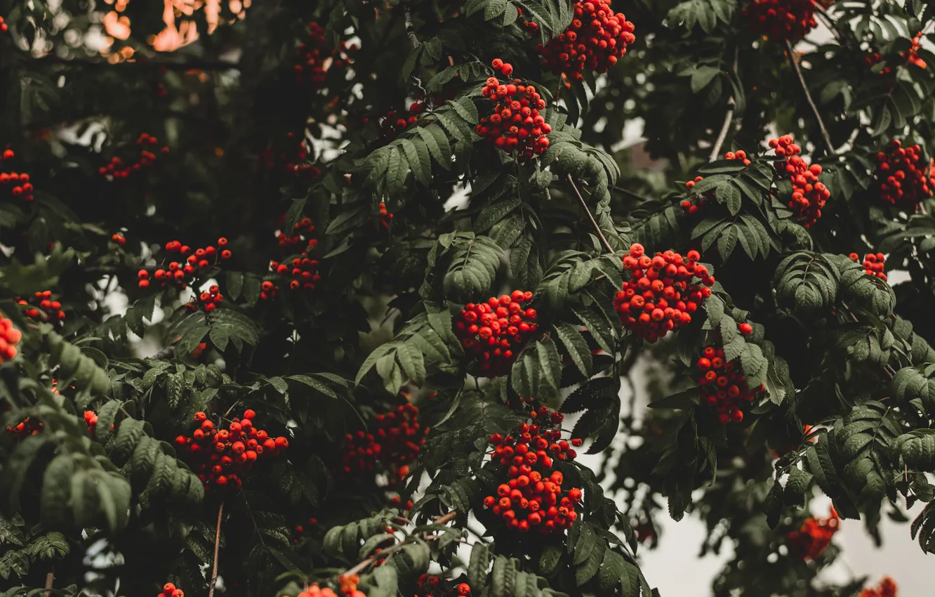 Photo wallpaper autumn, leaves, trees, branches, red, berries, the dark background, fruit