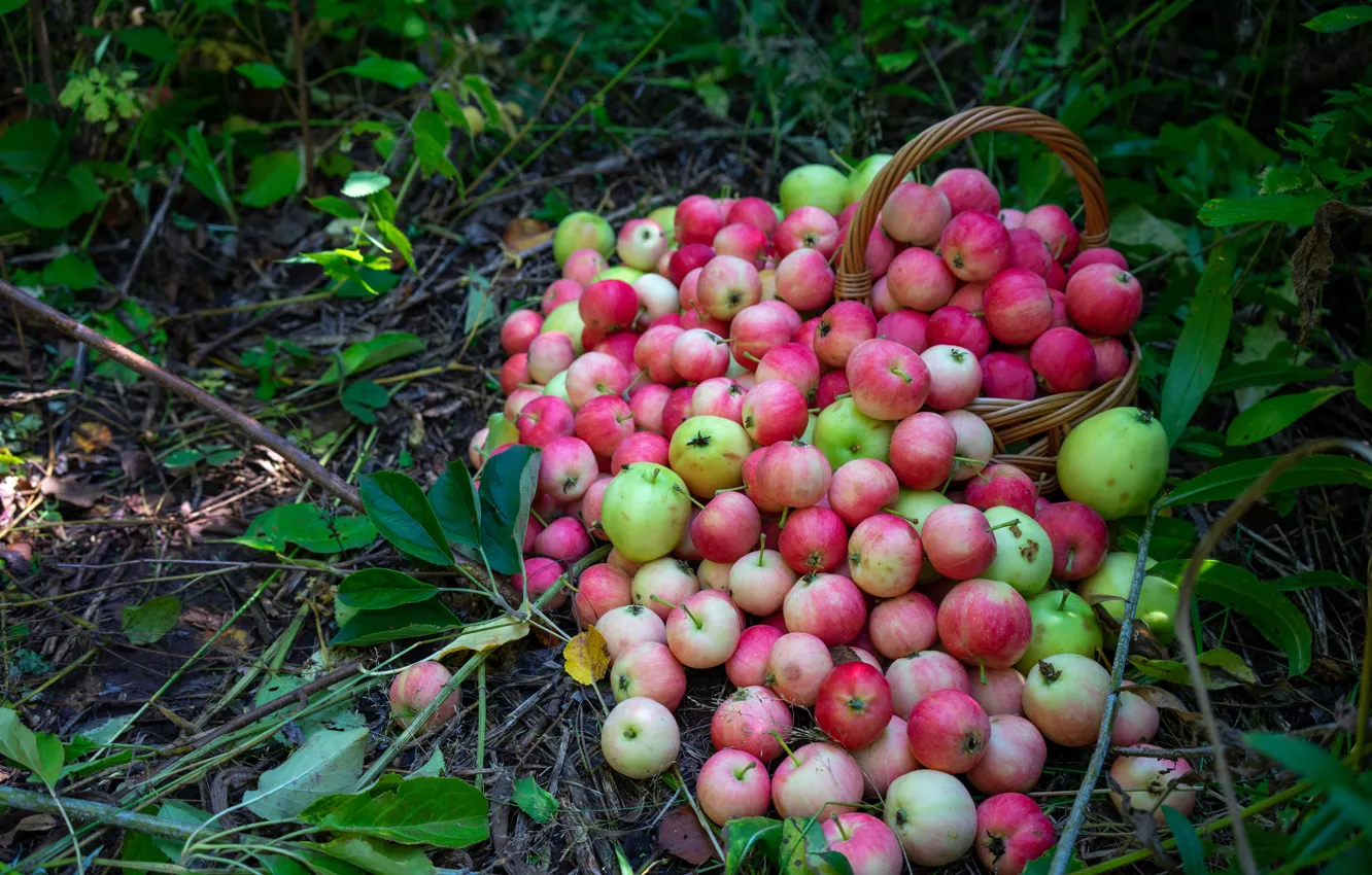 Photo wallpaper apples, garden, harvest, pink, placer, basket, a lot