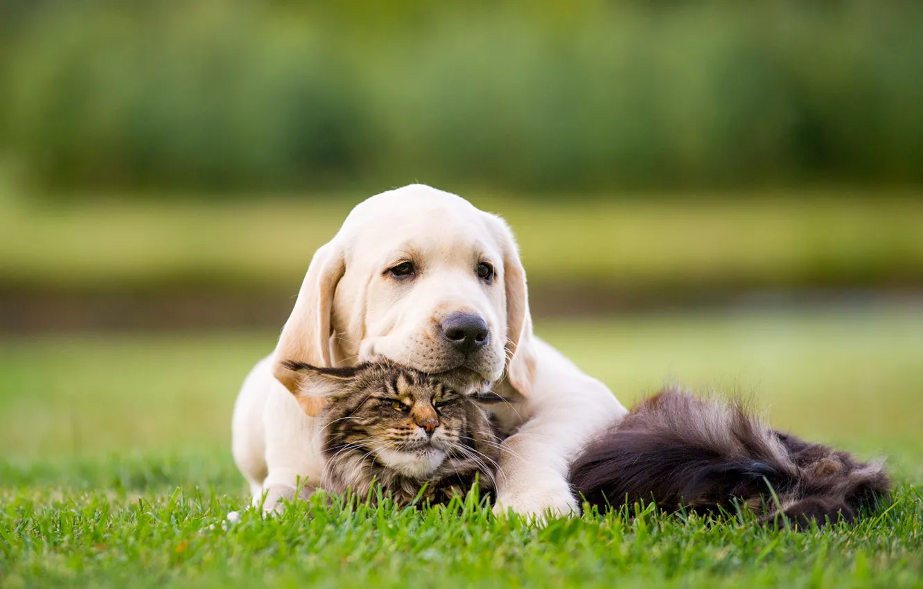 Photo wallpaper cat, grass, cat, look, background, together, dog, baby