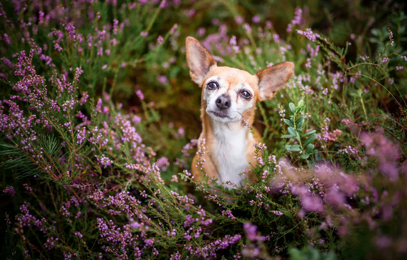 Photo wallpaper look, flowers, nature, thickets, glade, portrait, dog, red