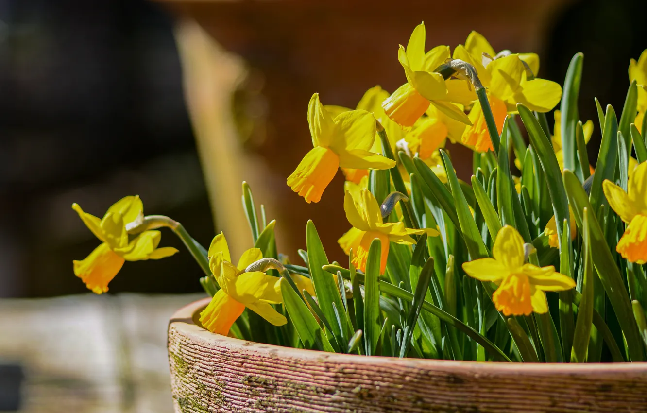 Photo wallpaper yellow, flowers, daffodils, pot, spring, pot