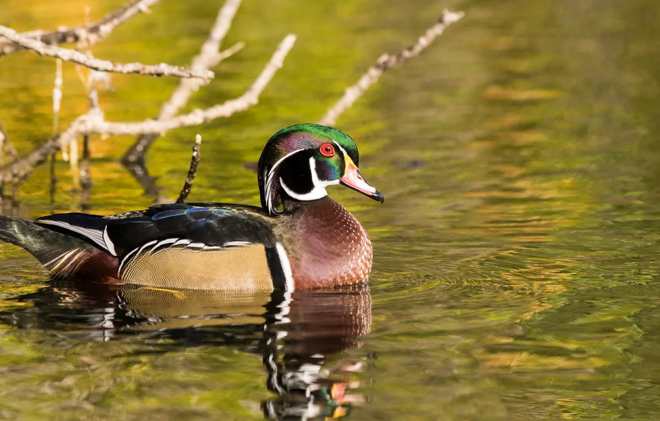 Photo wallpaper nature, bird, duck, feathers, pond