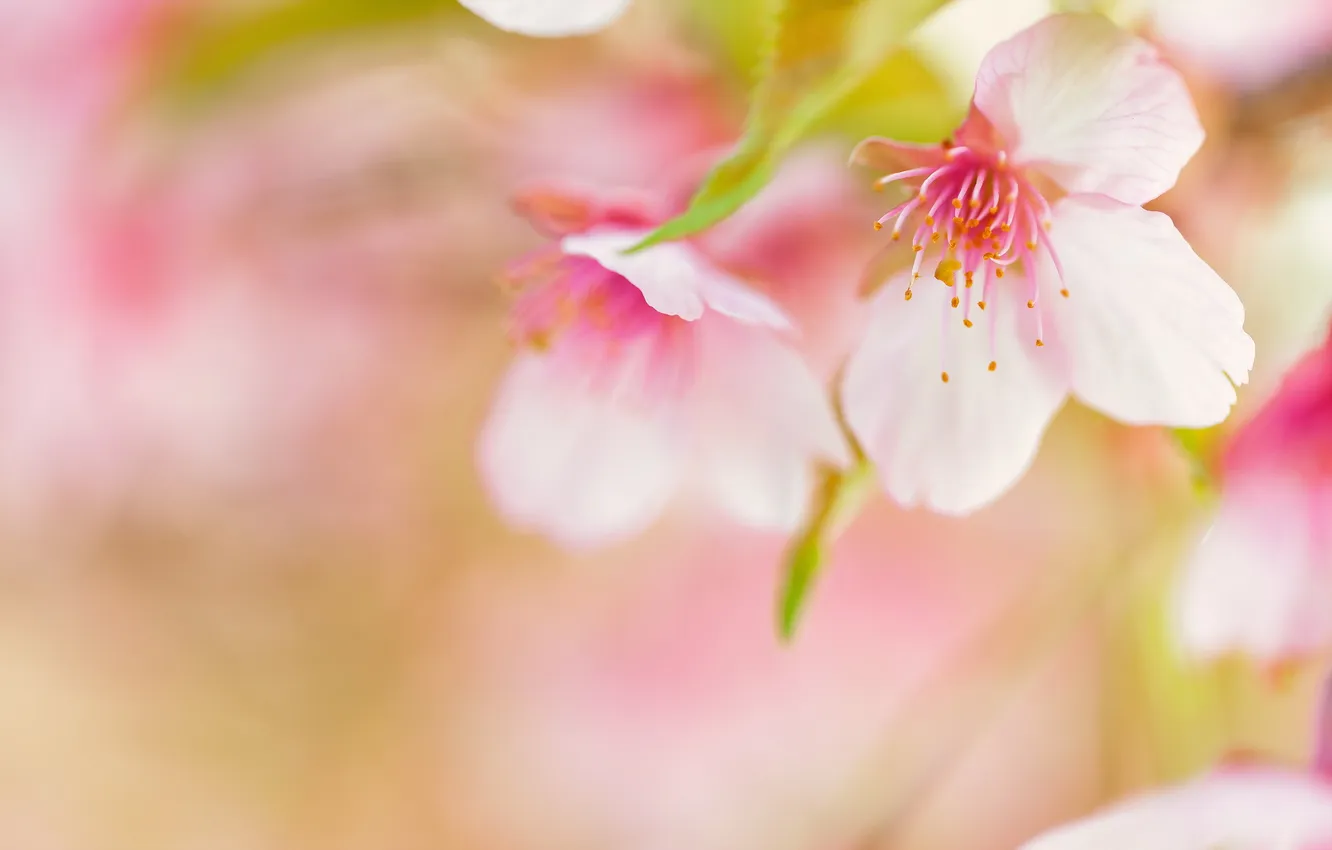 Photo wallpaper macro, flowers, nature