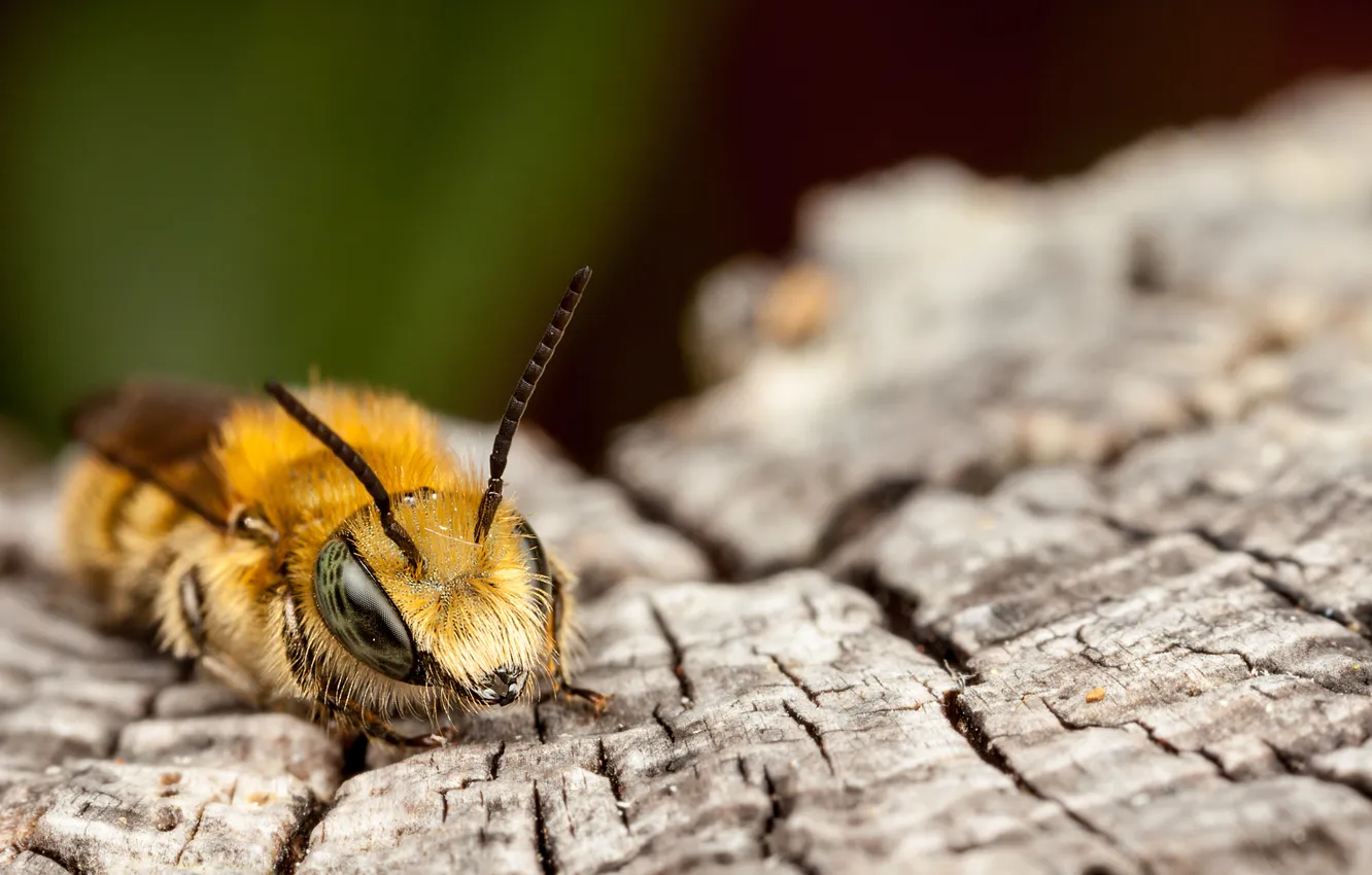 Photo wallpaper insect, bark, bokeh