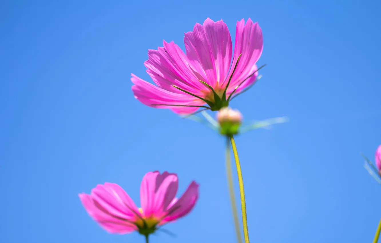Photo wallpaper the sky, flowers, petals, meadow