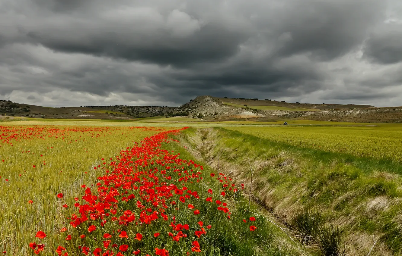 Photo wallpaper field, the sky, grass, flowers, clouds, hills, the ravine