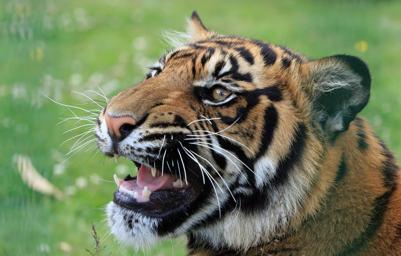 Photo wallpaper tiger, animal, predator, mouth