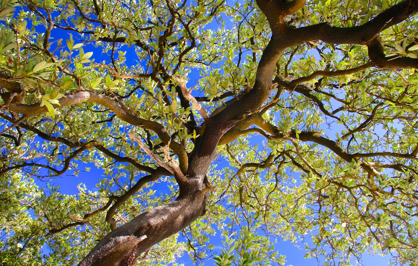 Photo wallpaper the sky, leaves, branches, tree, trunk