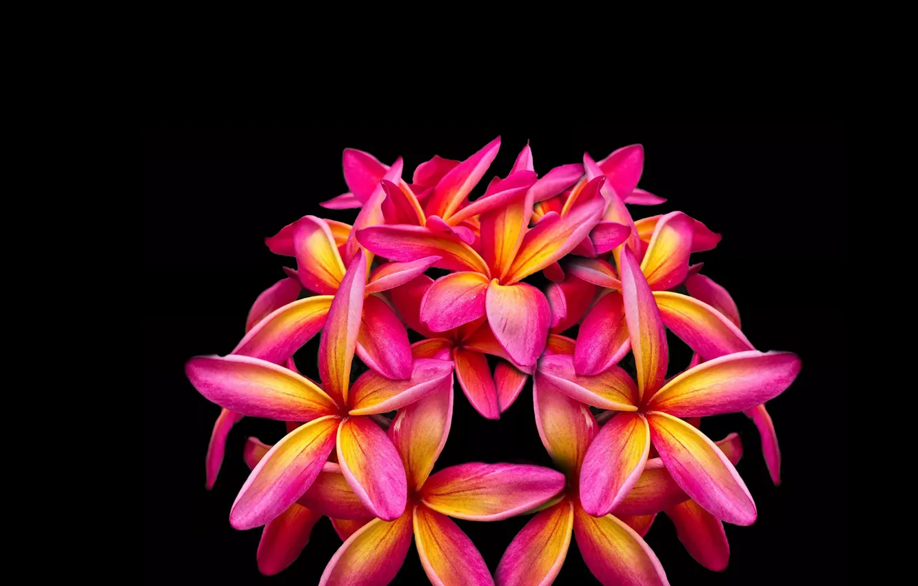 Photo wallpaper flowers, bouquet, tropical flowers