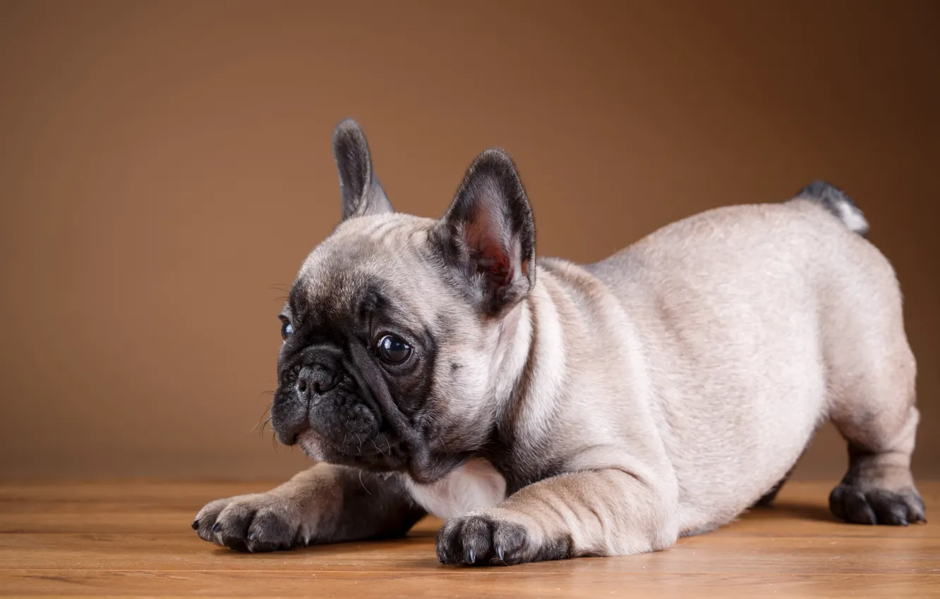 Photo wallpaper puppy, breed, French bulldog
