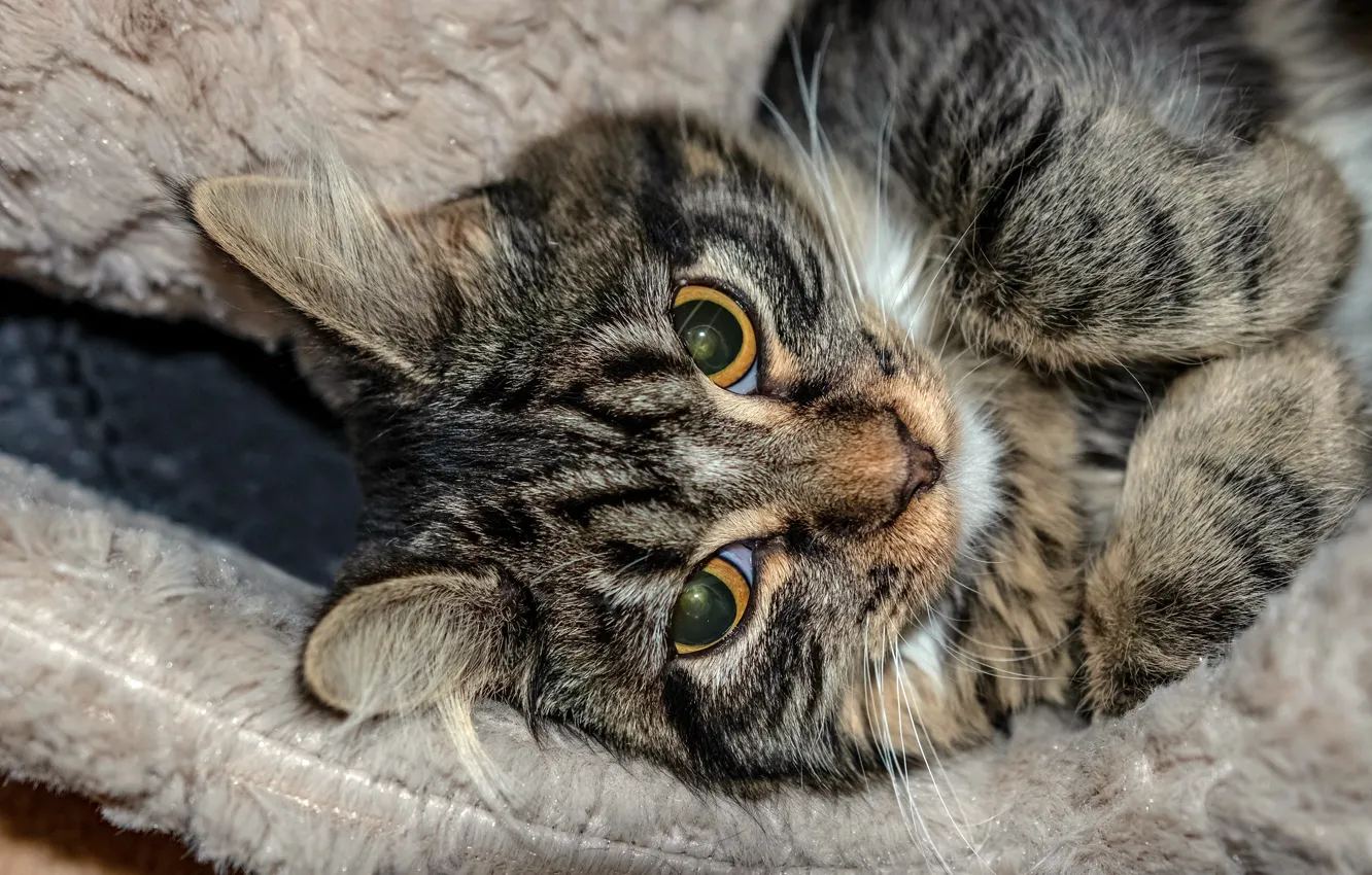 Photo wallpaper cat, cat, look, face, grey, portrait, paws, lies