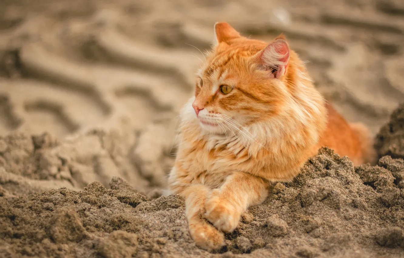 Photo wallpaper sand, cat, red