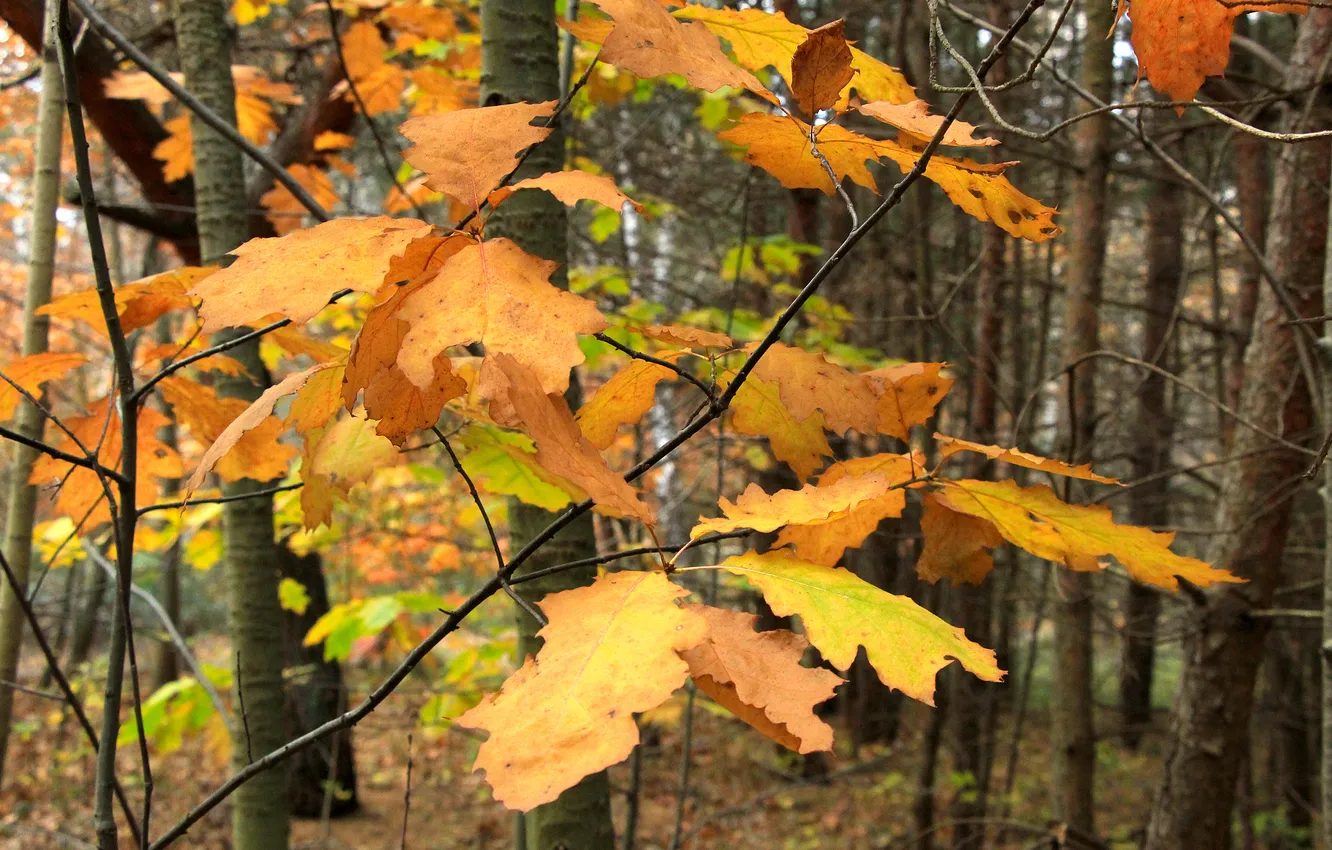 Photo wallpaper autumn, leafs, fall, twig