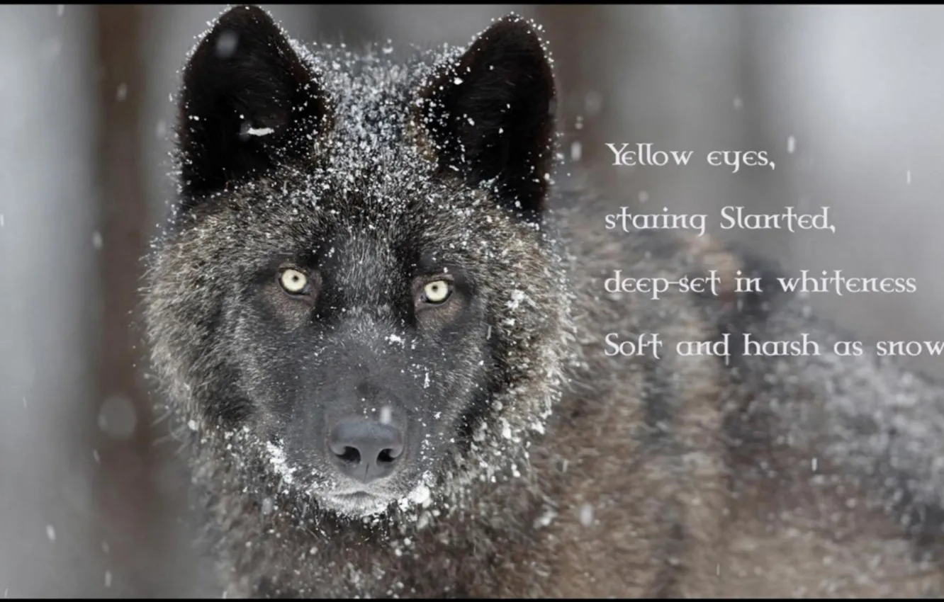 Photo wallpaper Predator, nature, animal, wolf, wildlife, portrait, portrait., Canis lupus. face