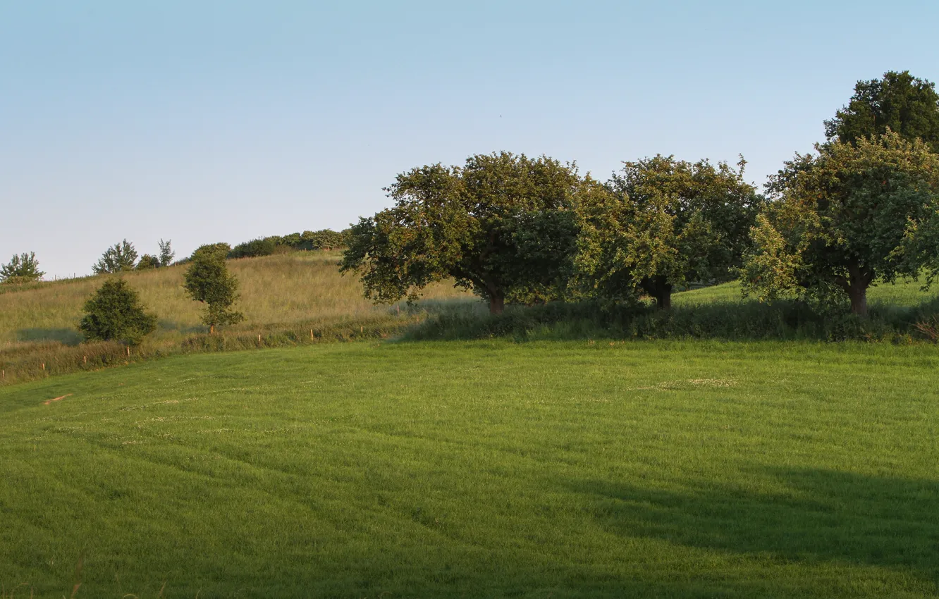 Photo wallpaper field, grass, trees, nature, grass, trees, field, nature