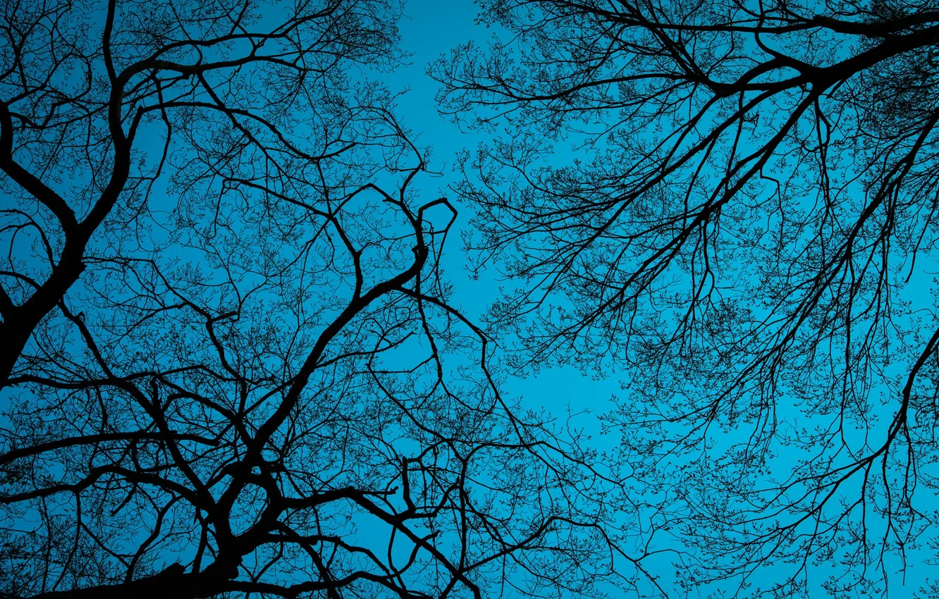 Photo wallpaper the sky, trees, branches