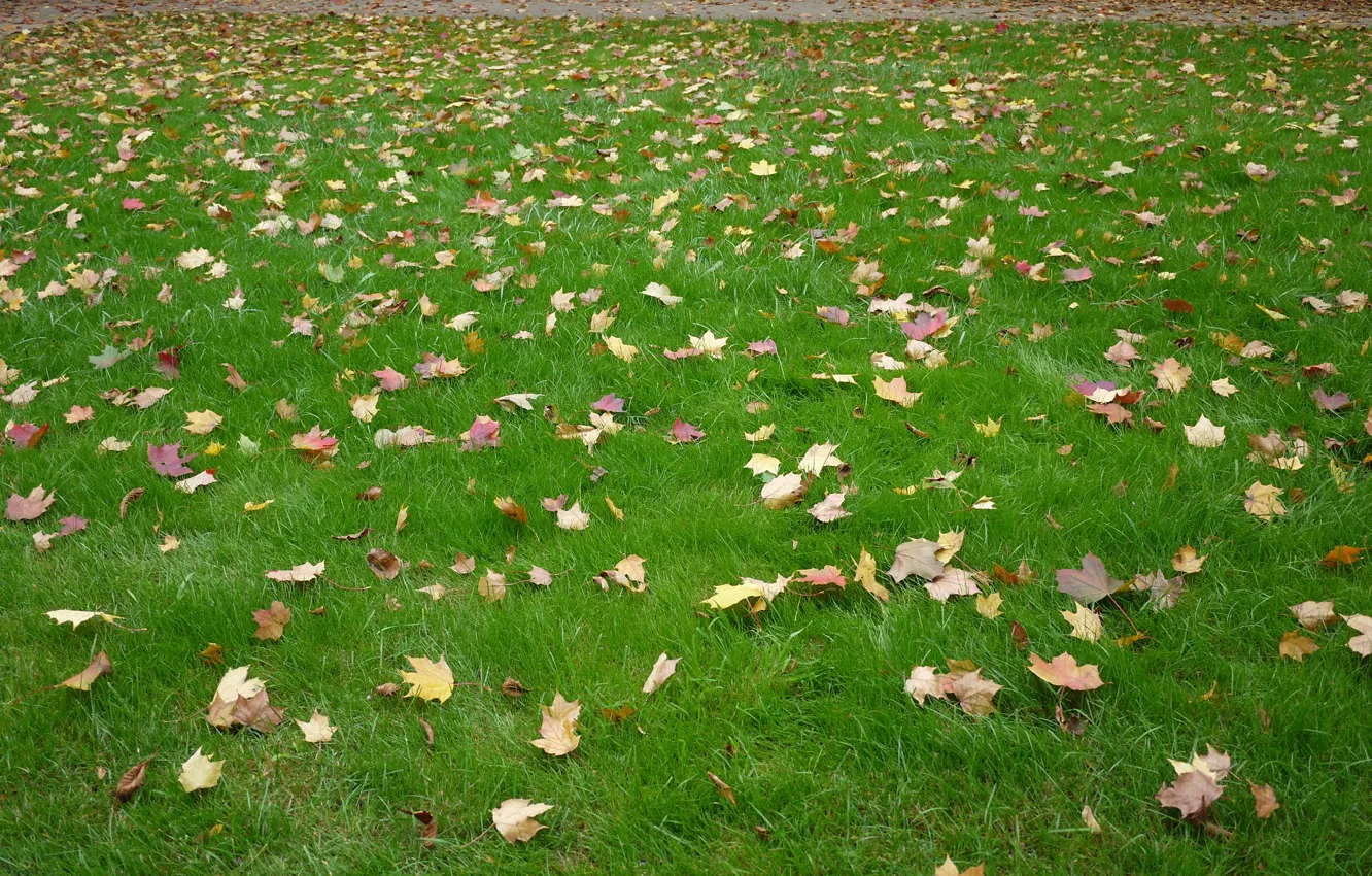Photo wallpaper autumn, grass, leaves, foliage, landscape, nature, autumn, view