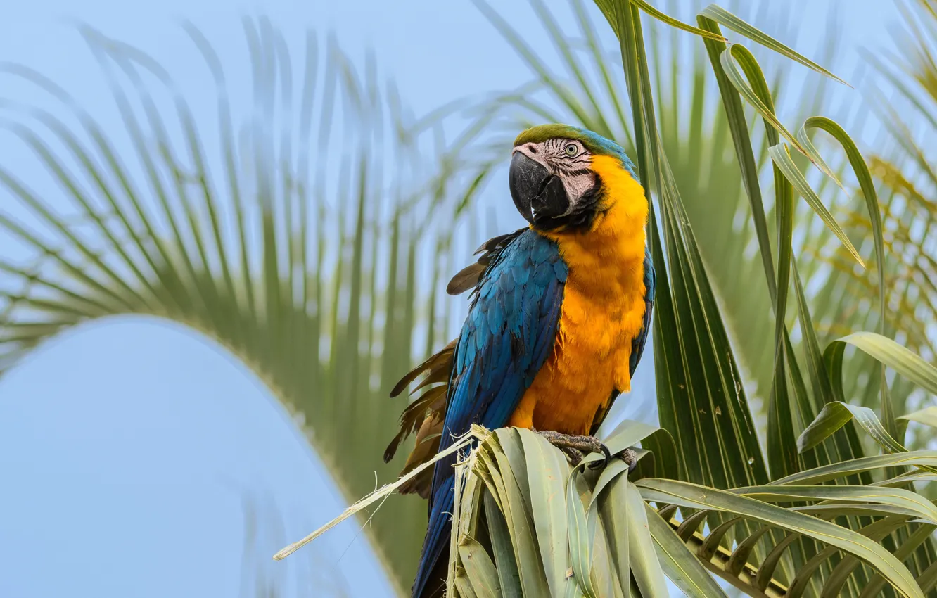 Photo wallpaper leaves, palm trees, bird, parrot, Ara