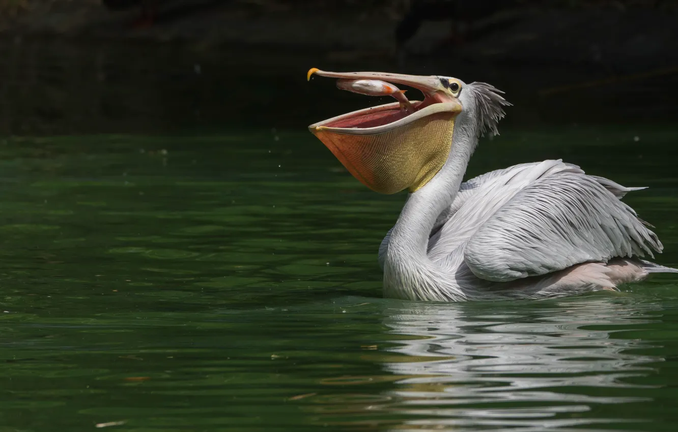 Photo wallpaper bird, fish, beak, pond, mining, meal, Pelican