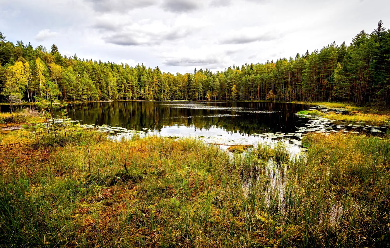 Photo wallpaper autumn, forest, trees, lake, Park, Finland, Helsinki, Sipoonkorpi National Park