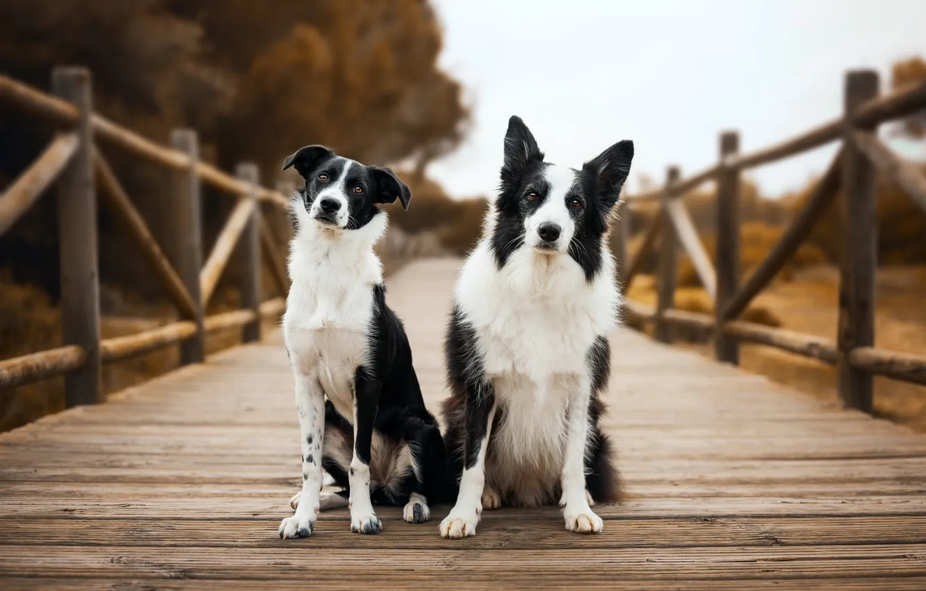 Photo wallpaper look, bridge, nature, pose, dog, black and white, face, a couple