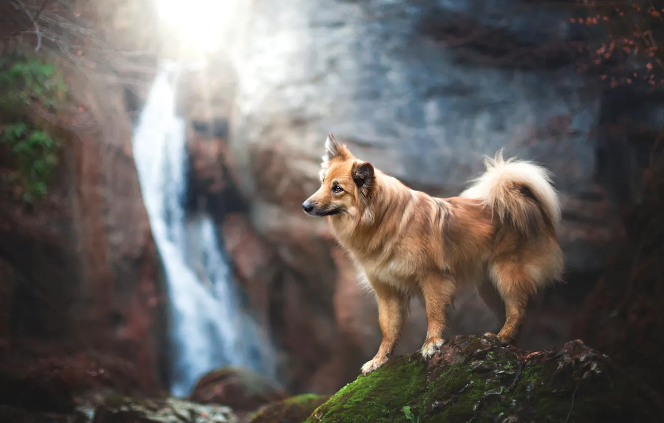Photo wallpaper autumn, look, landscape, branches, nature, pose, stones, rocks
