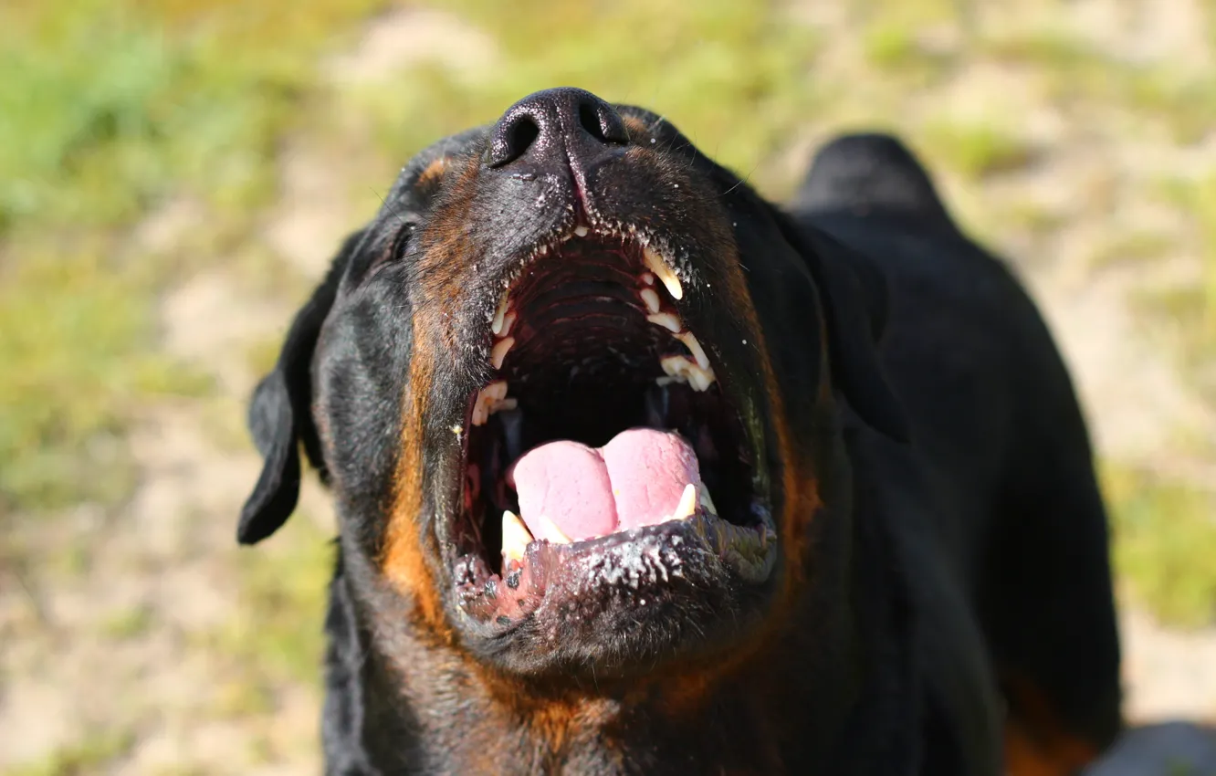 Photo wallpaper face, dog, teeth, mouth, Rottweiler