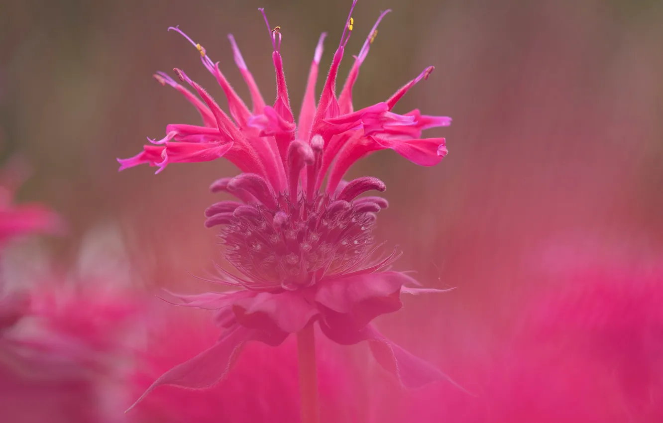 Photo wallpaper flower, nature, weed