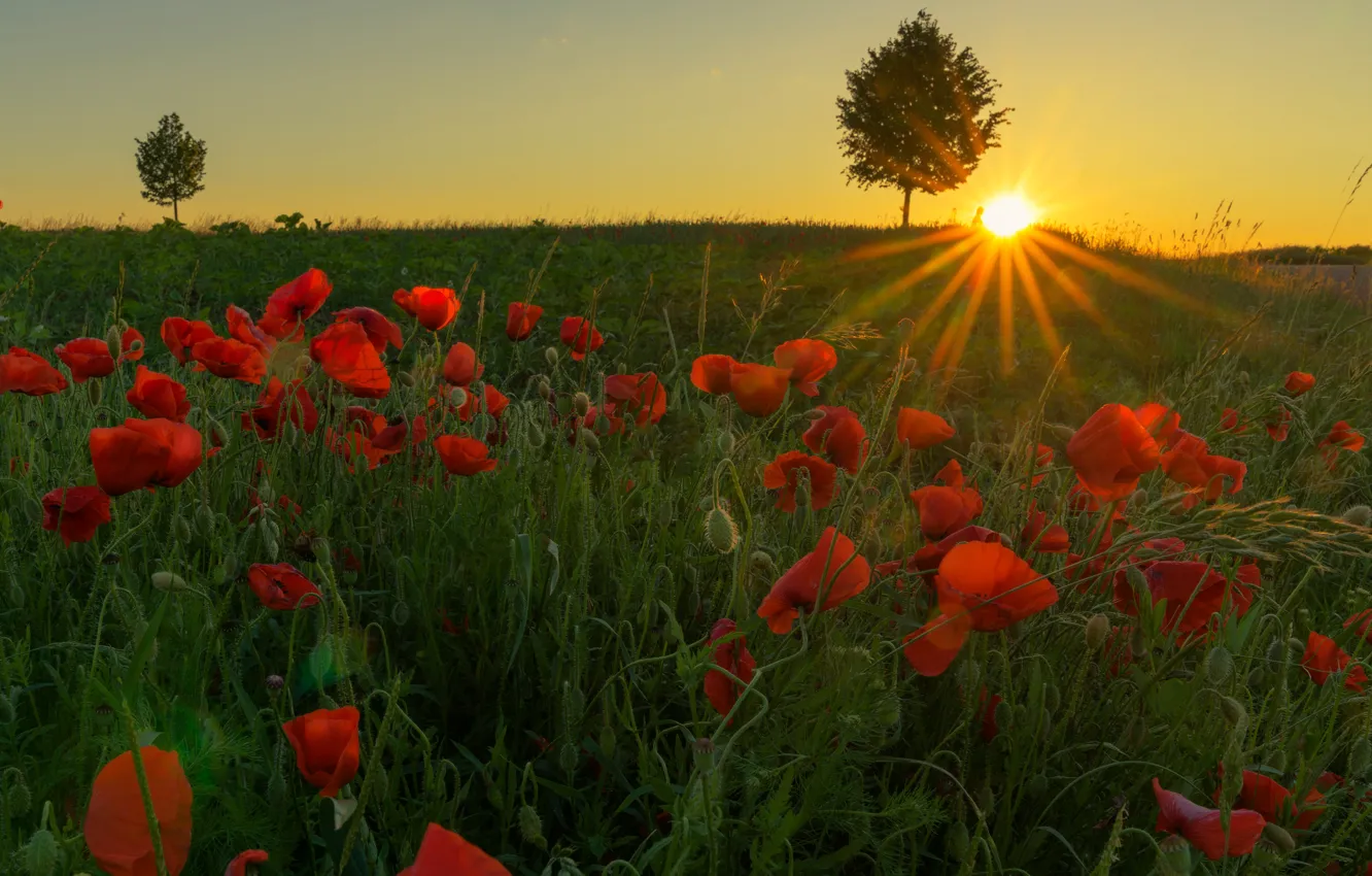 Photo wallpaper greens, field, summer, the sky, grass, the sun, rays, light